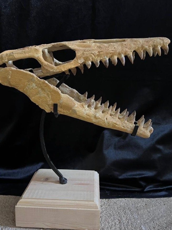 Rare Dinosaur Fossil product image (1)
