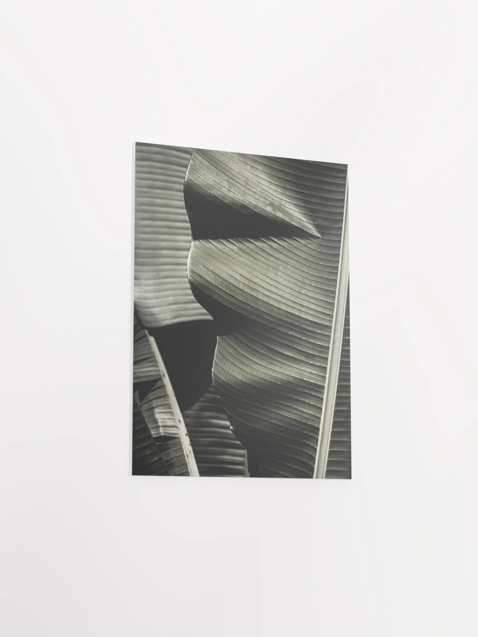Banana Leaves Enhanced Matte Poster product image (36)