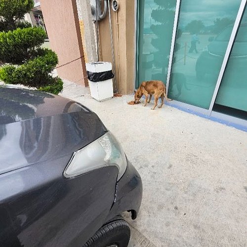 If the Dog Tank can't give 'em a ride she at least won't move until the hungry ones she passes gets a meal.