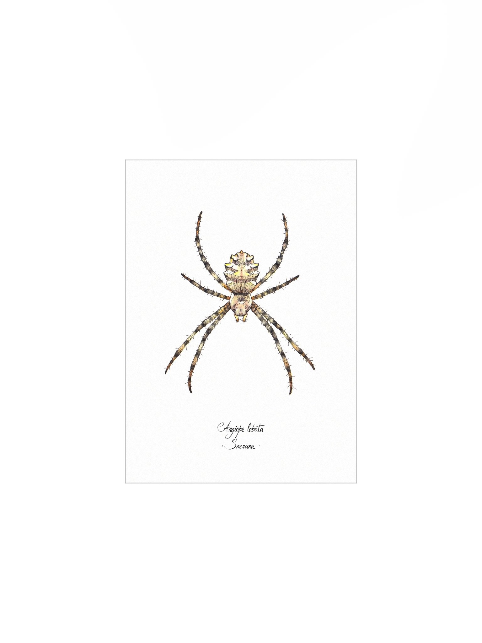 Argiope Lobata • Print product image (1)