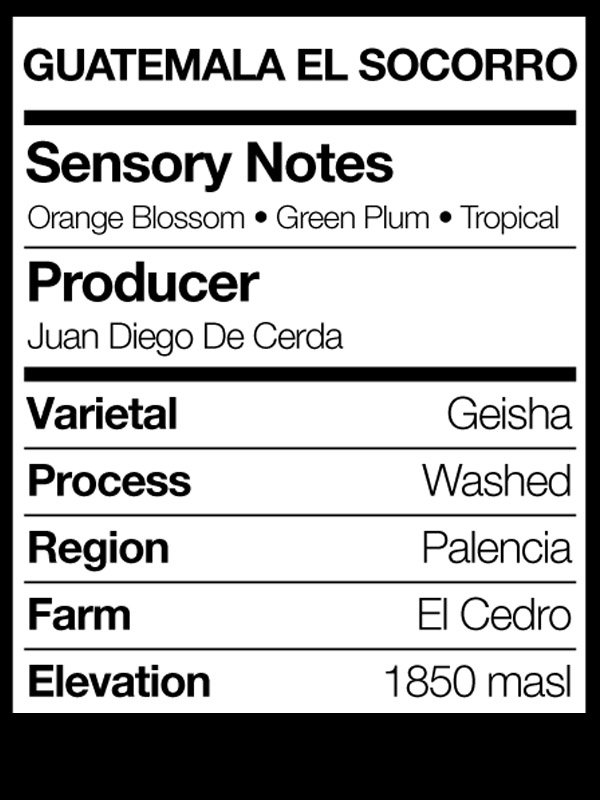 GUATEMALA EL SOCORRO - WASHED GEISHA product image (2)