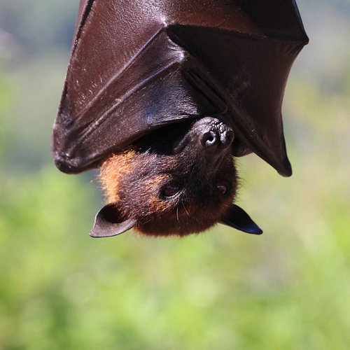 batman of salaman(der)? ⬇️