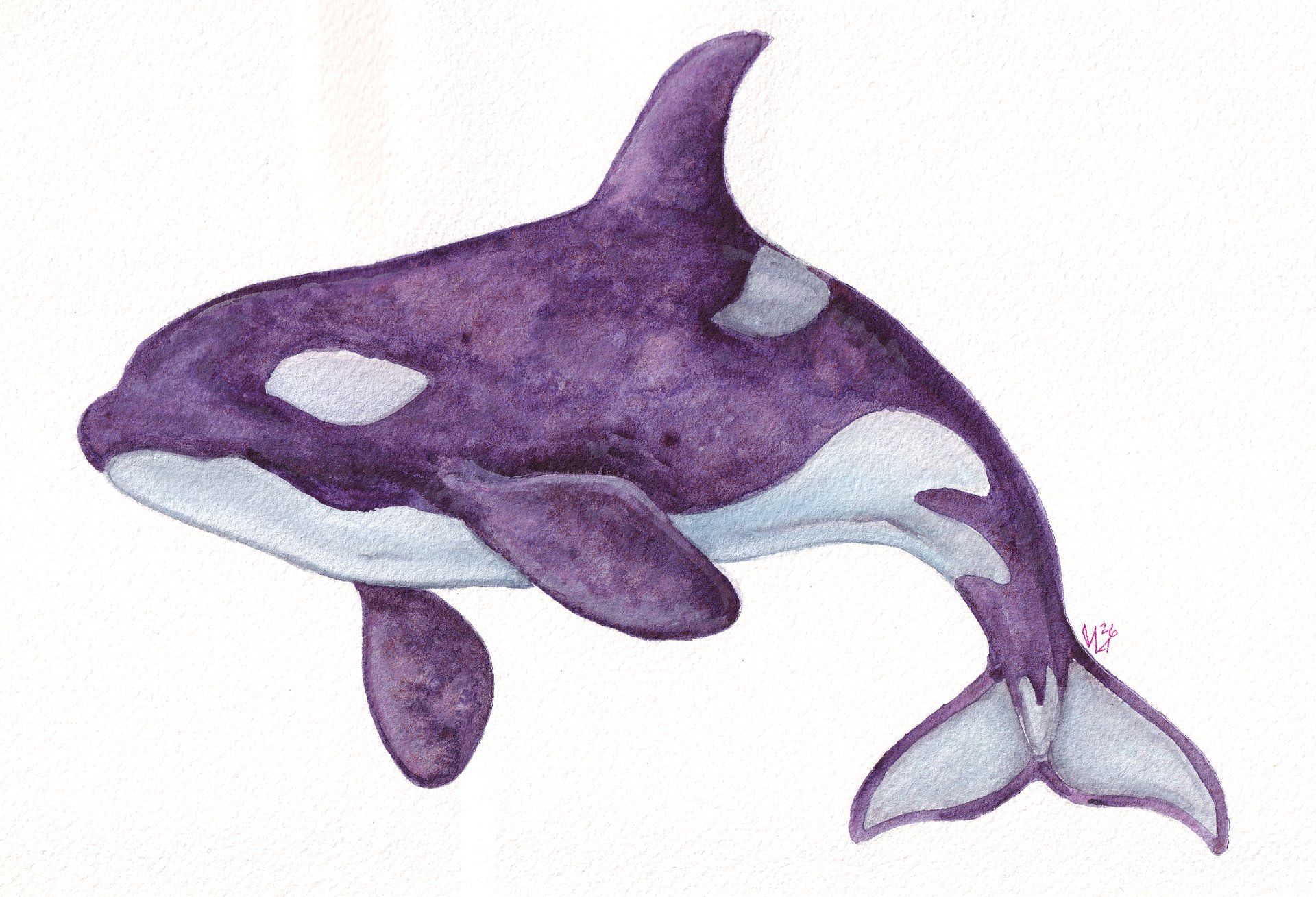 Purple Granulating Orca product image (1)