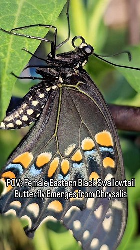 POV: you watch a female Eastern Black Swallowtail butterfly emerge from her chrysalis 🦋

Caught this at 7:47am this morning i...
