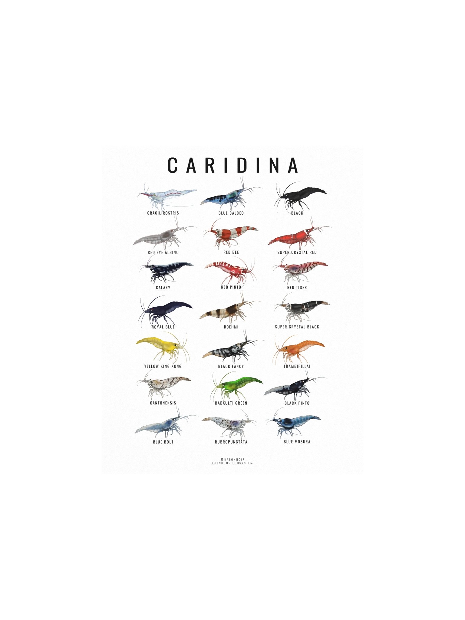 CARIDINA SHRIMP POSTER (WHITE) product image (1)