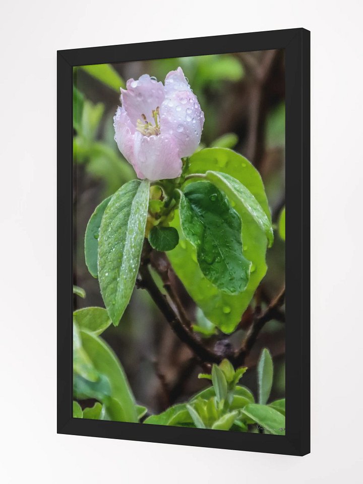 Print Fine Art - Awakening Under the Dew 🌸 product image (3)