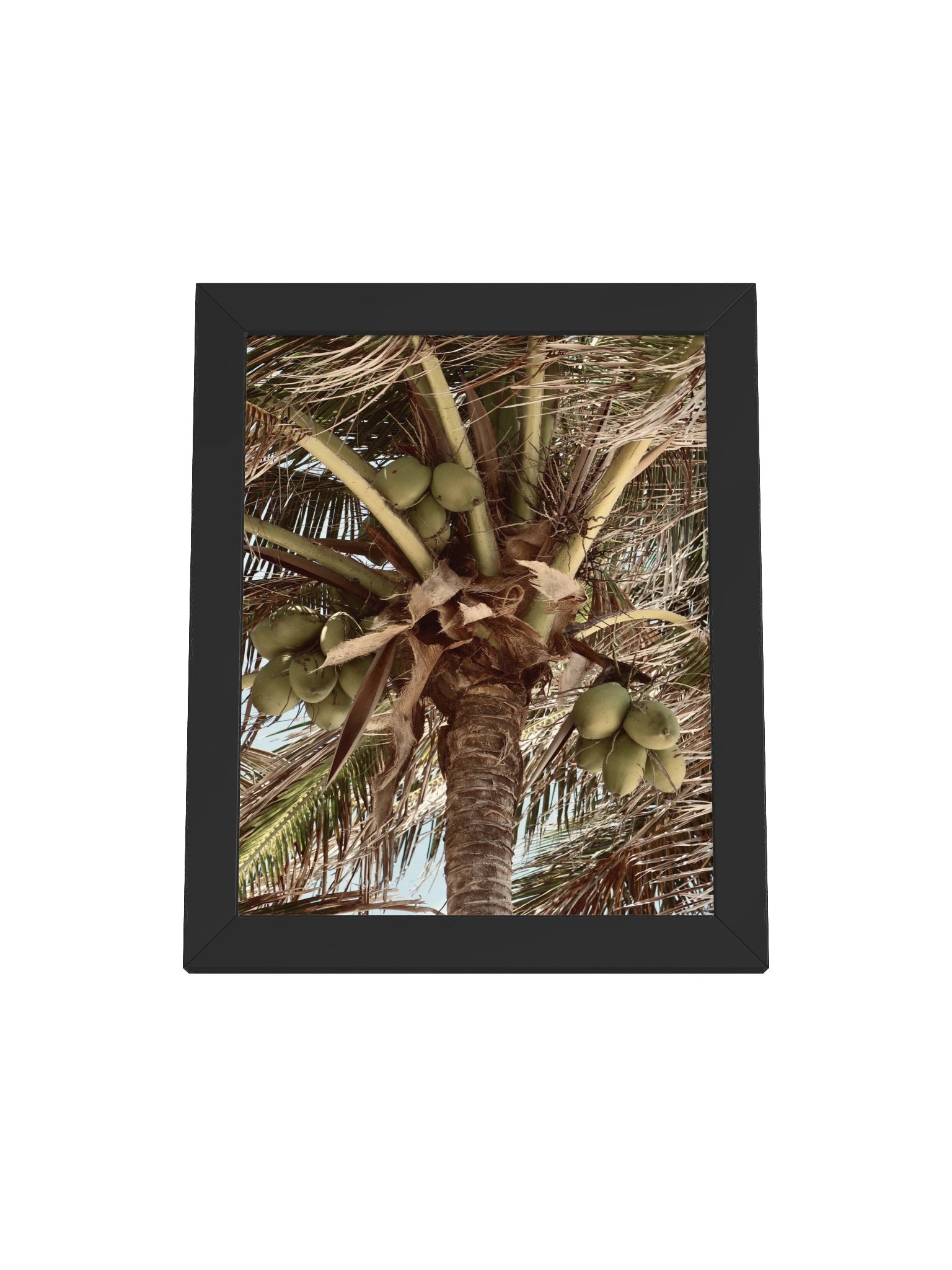 Tulum Coconuts product image (4)