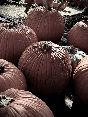 🎃🍁🍂🪦👻🎃

#pumpkinpatch #halloween #spookyseason #autumn