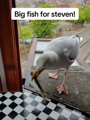 2 bites is crazy Steven… he’s such a crazy boy 😂 #fyp #foryou #seagull #birds #feedingsteven