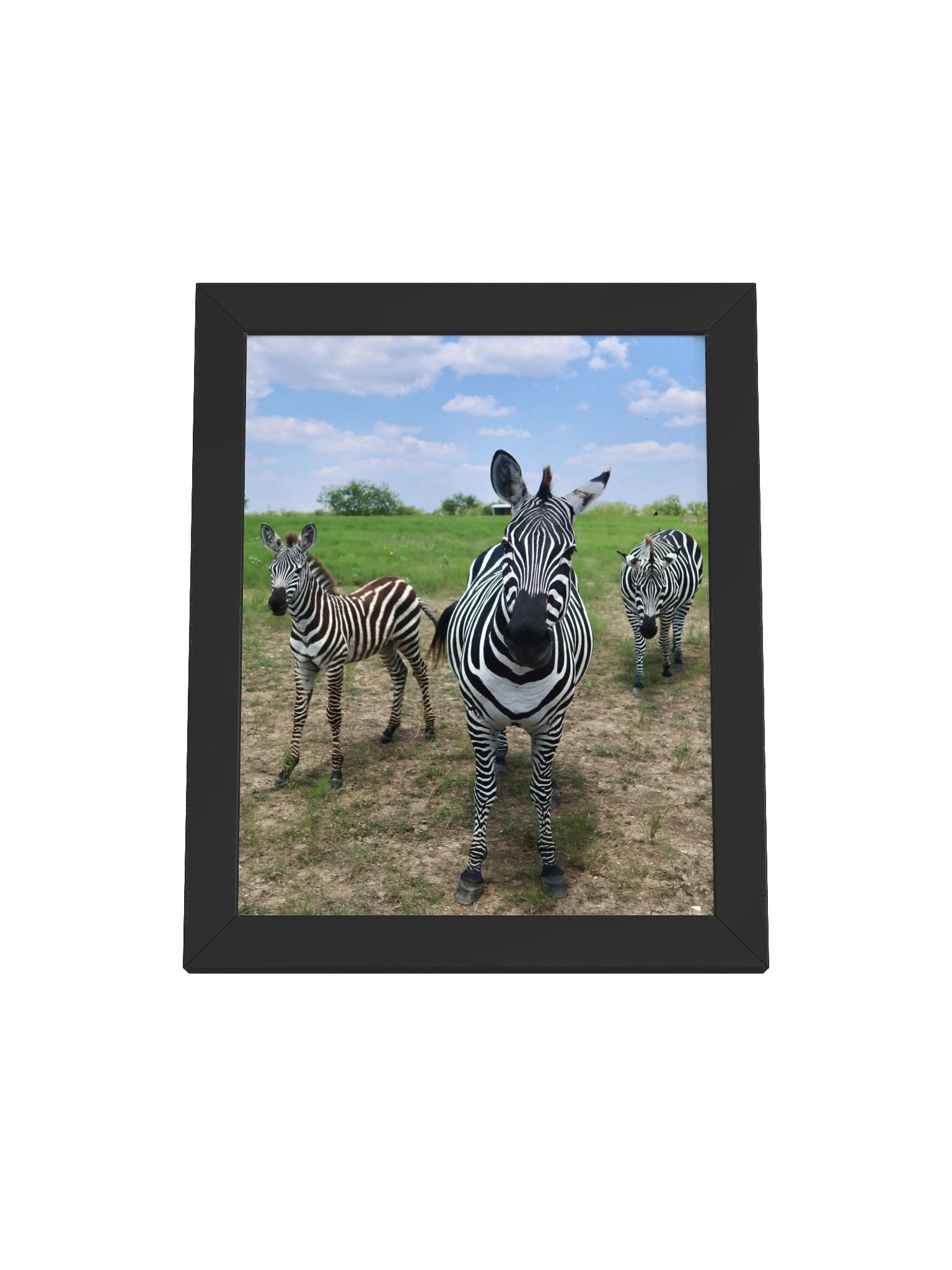 Zebras product image (1)