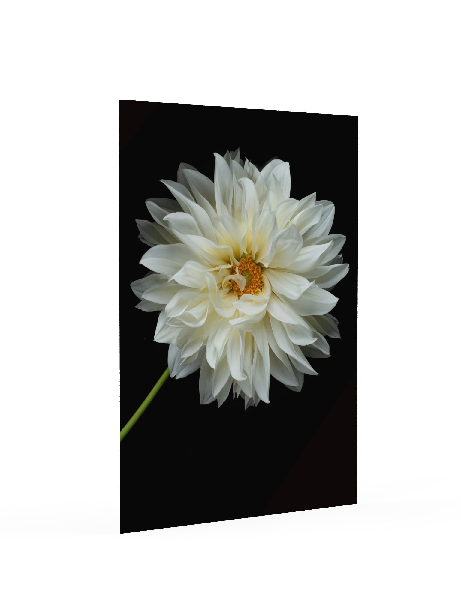 White Dahlia — Botanical Fine Art Photography Print product image (3)