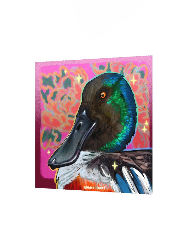 northern shoveler duck product image (4)