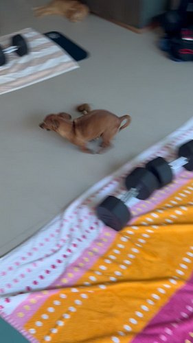 Chiquitin finally got the zoomies 🤗