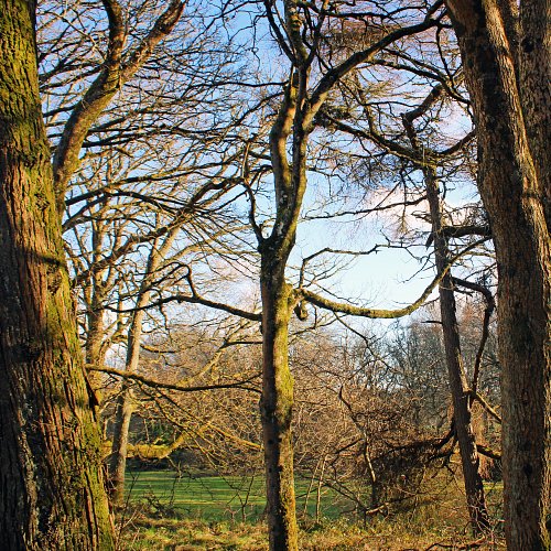 A study in trees 🌳
.
.
.
.
.
#explorepage #wednesdaywalk #photography
