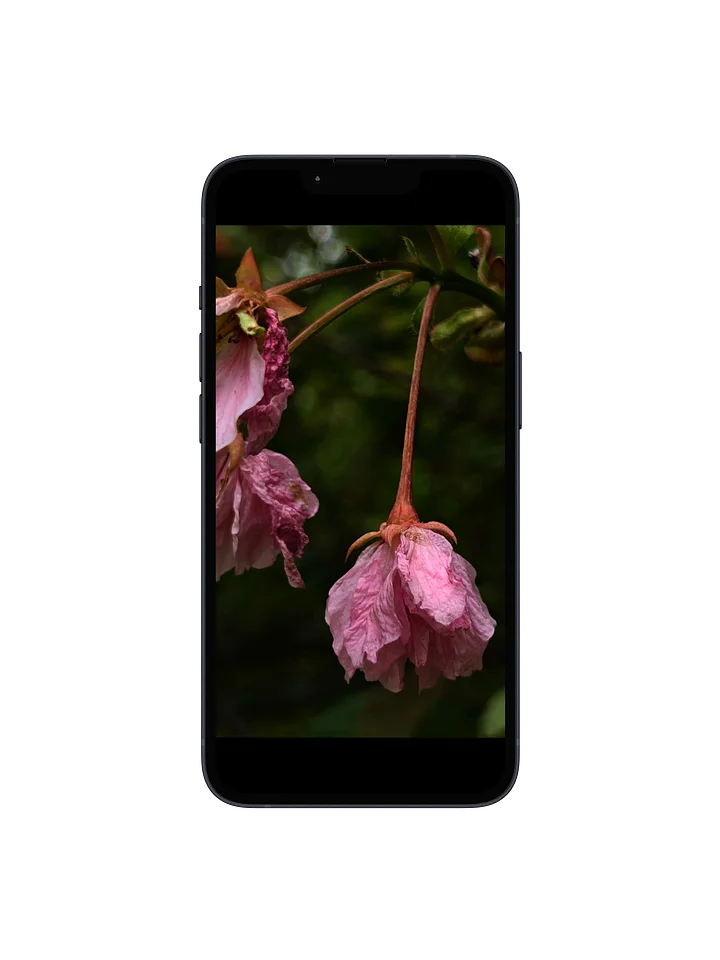 wilted cherry — phone wallpaper | from "holding" | eza product image (1)