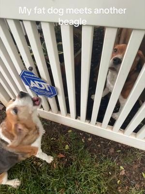 Bro is mad they look the same 😭 #dog #funny #viral 