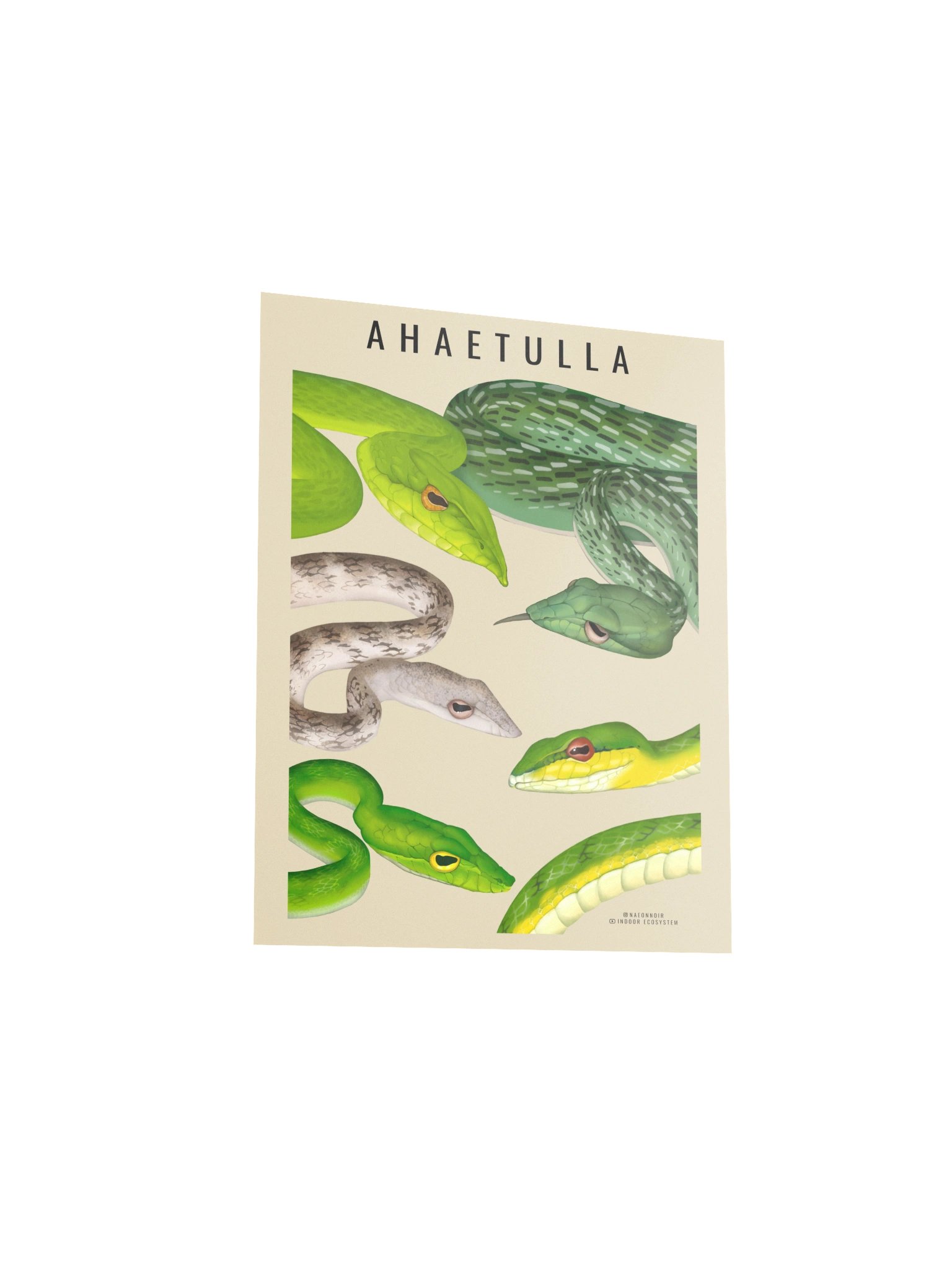 AHAETULLA VINE SNAKE POSTERS (CREAM) product image (3)