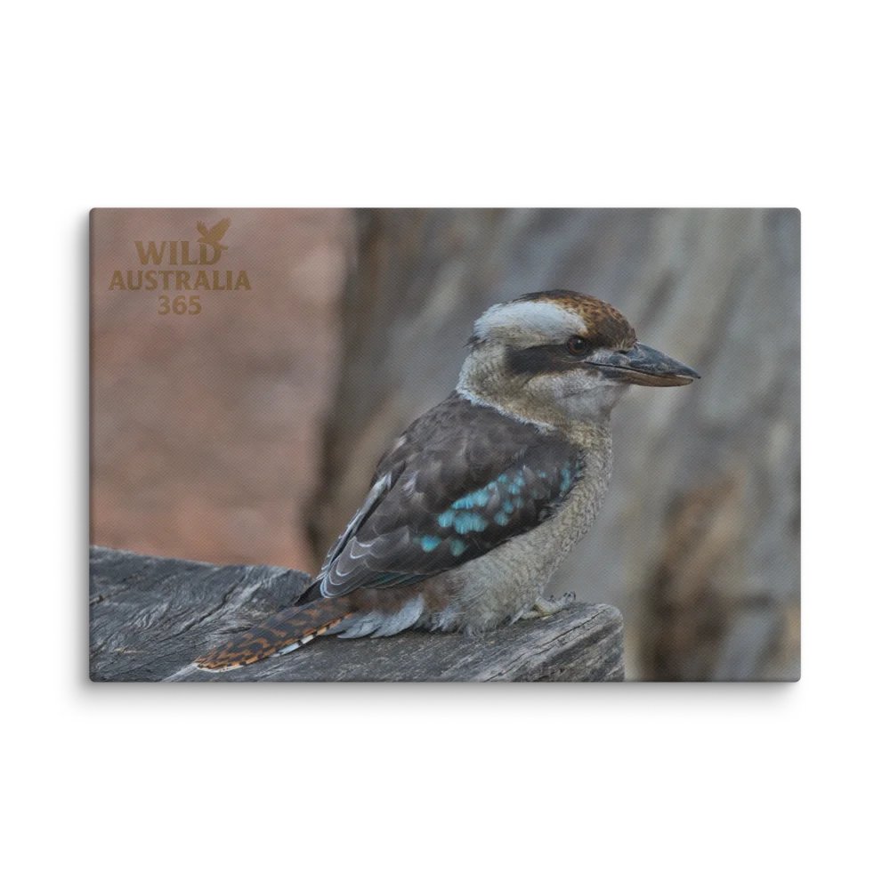 Kookaburra on bench. product image (1)