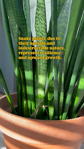 I may have to plant them around my house now with that last one 🤔

Learn more about your snake plant on Ep. 188 of the Plant ...
