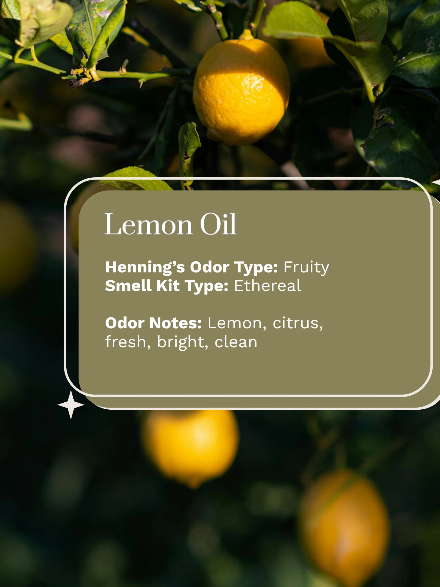 Olfaria Smell Training Kit | Set 1 | 5 Single-Note Essential Oils | Olfactory Training / Smell Loss product image (3)
