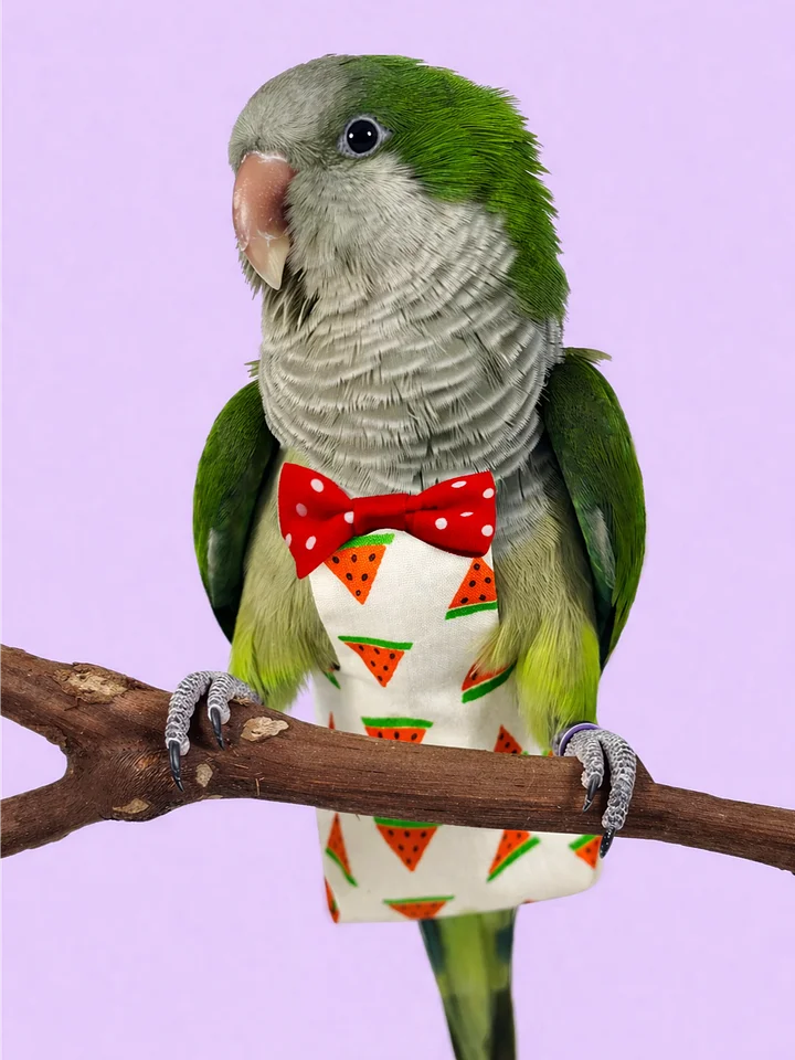 Diapers for Birds product image (1)