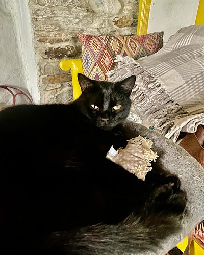 Spider looking fabulous. #blackcatsrule