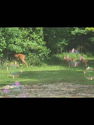 #deer #outside #purplewolf1891 #behindthescenes 