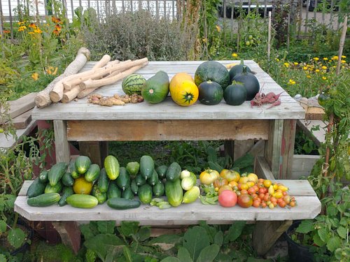 🌱🍅🍠 Fall Harvest Vibes! 🍂🎃

It's that time of year again! Our garden blessed us with a bountiful harvest today—tomatoes, squa...