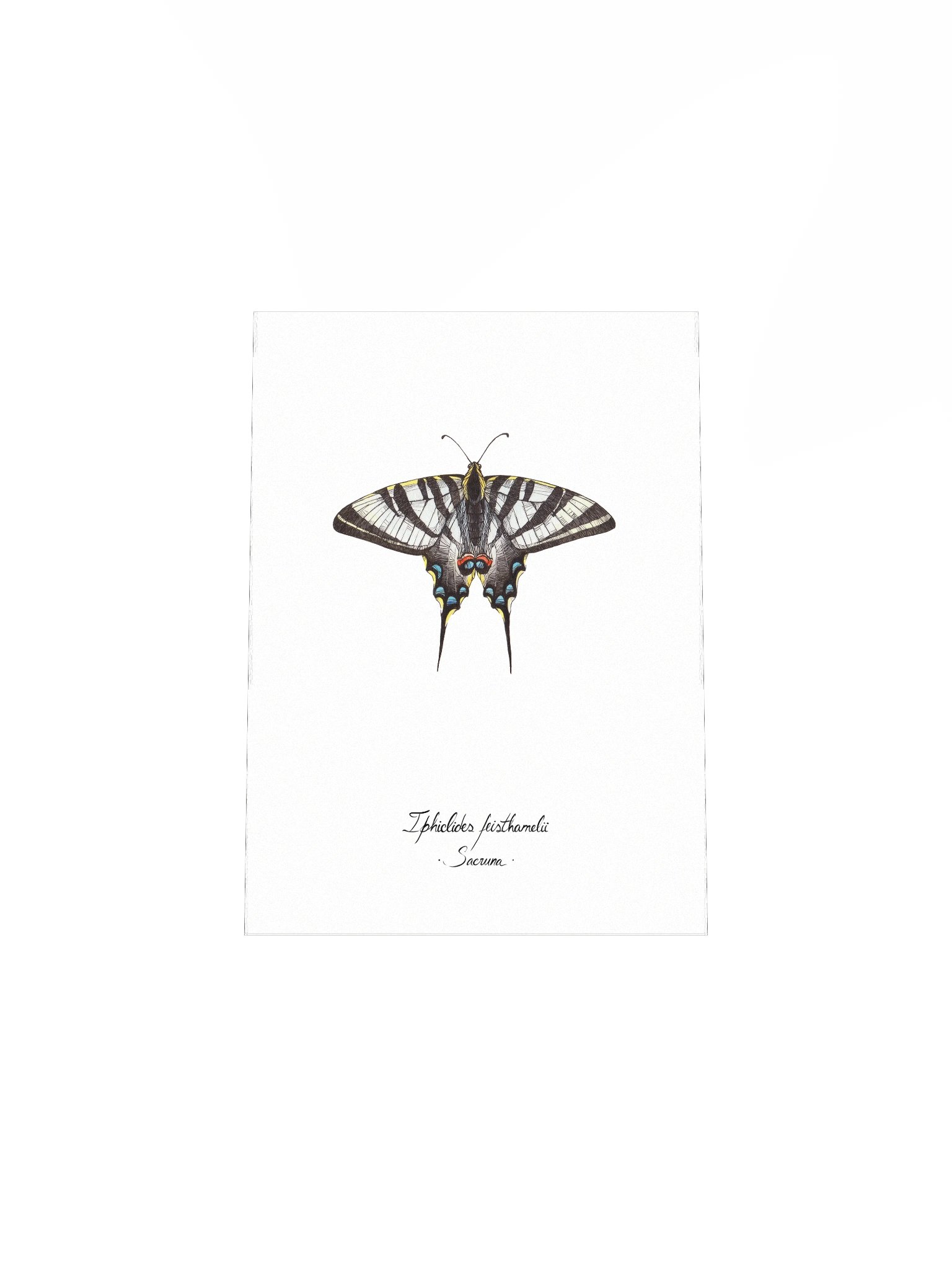 Iphiclides Feisthamelii • Print product image (8)