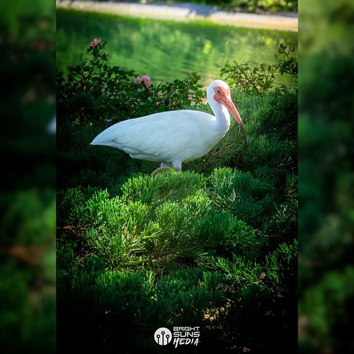 With the exception of the Disney ducks, nothing lives more gloriously than the Disney White Ibises. #Photography #Disney #Bir...