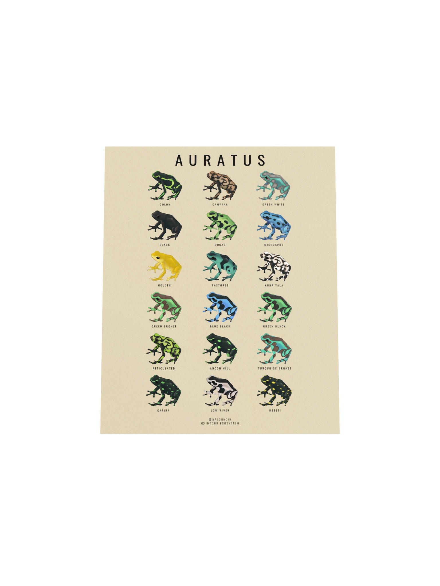 AURATUS DART FROG POSTER (CREAM) product image (4)