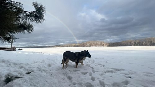 All I had to say was “ let’s go Miigwan “
And off we were on an adventure.

Our final adventure was ice fishing by little isl...