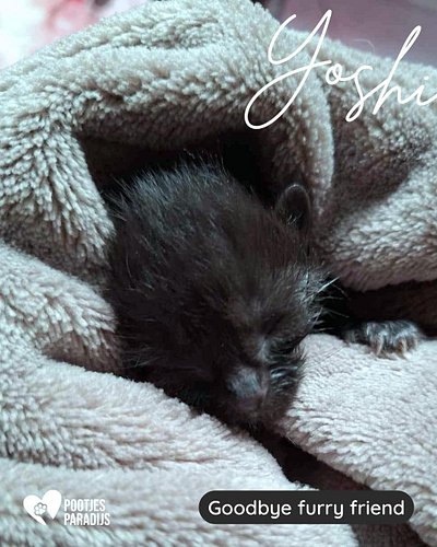 Soms is liefde heel klein, en tegelijk zo groots 💔

Kleine Yoshi kwam samen met twee zusjes bij ons binnen, helemaal onderkoe...