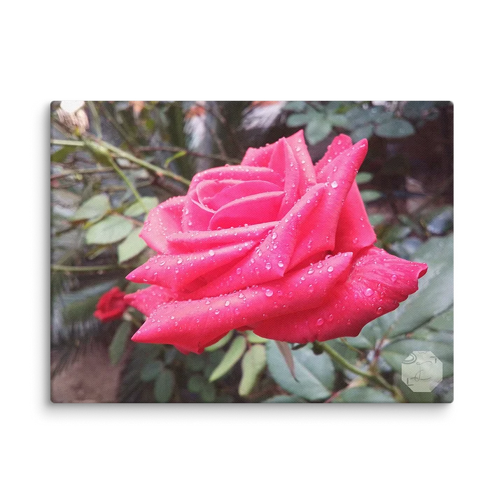 Rosaceous - Canvas Fine Art product image (2)