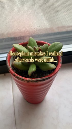 Let’s be real, we’ve all been there at some point! Hear all the mistakes and how to avoid them on Ep. 193 of the Plant School...