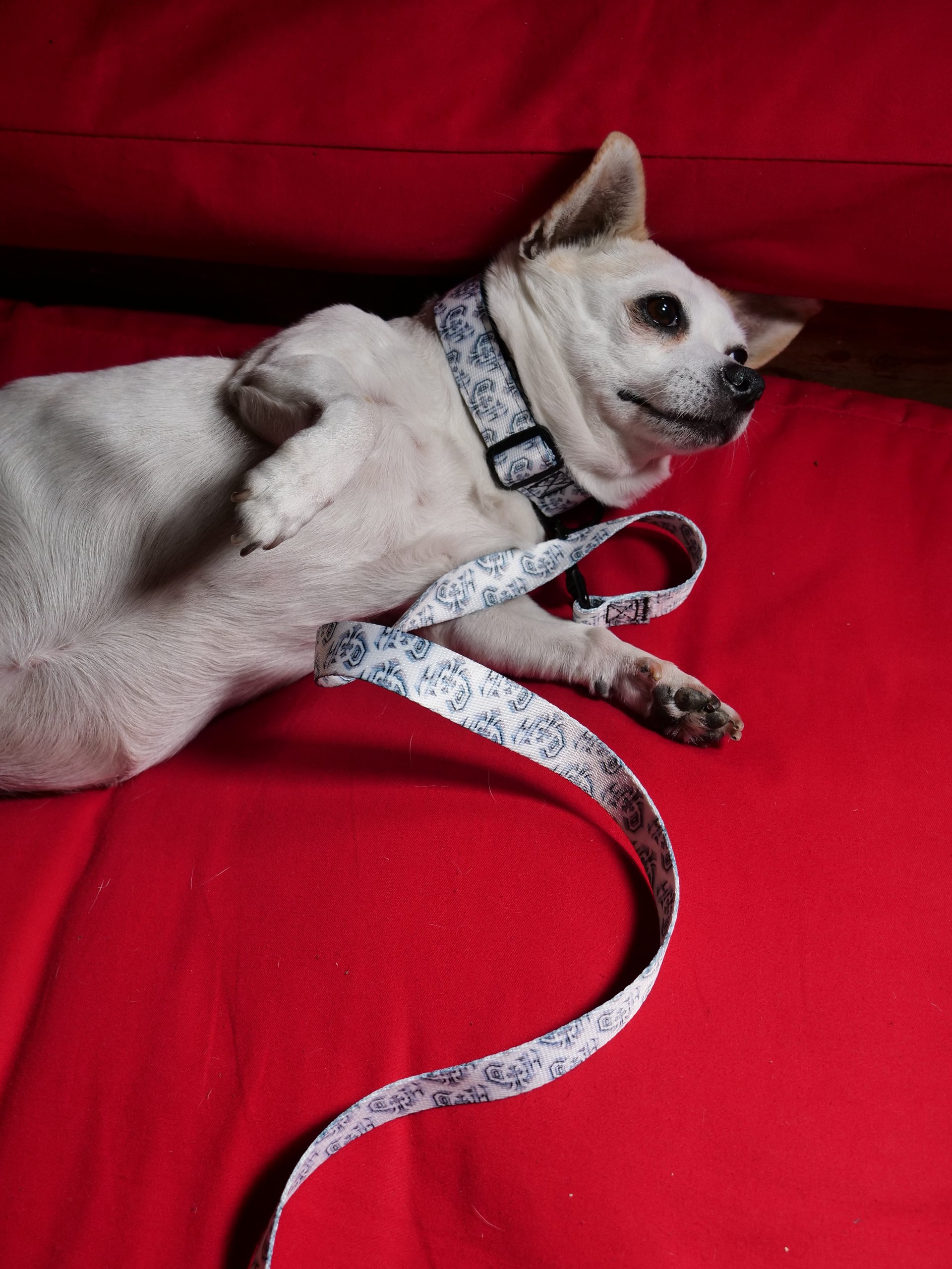 Collar product image (7)
