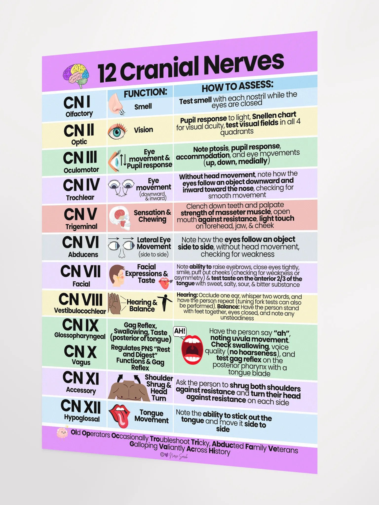 12 Cranial Nerves: Their Function and How to Assess Wall Poster product image (2)