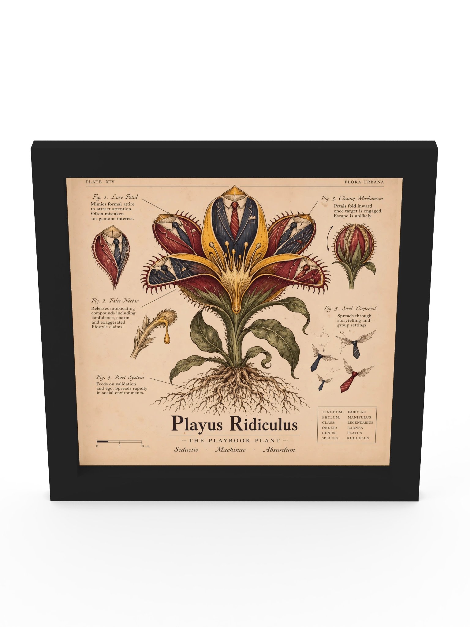 The Playbook Plant — Playus Ridiculus product image (7)
