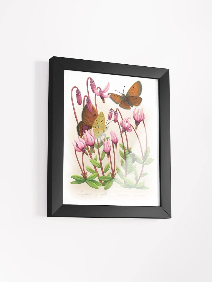 Bog Copper Butterflies product image (13)