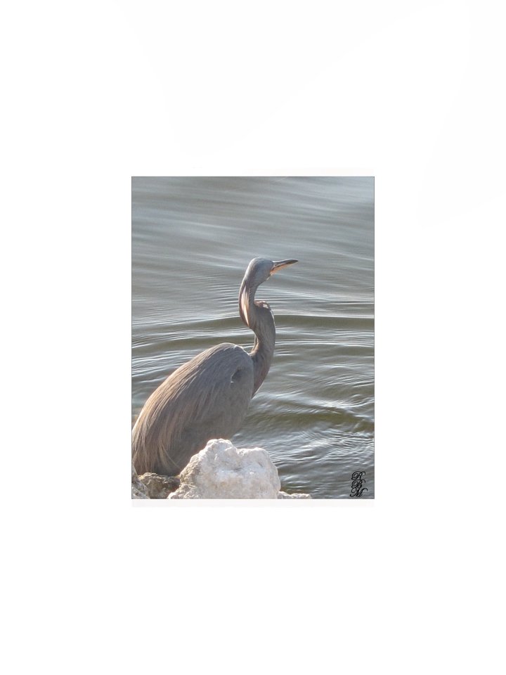 Great Blue Heron by the Water product image (1)