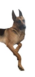 Beru's Buddy