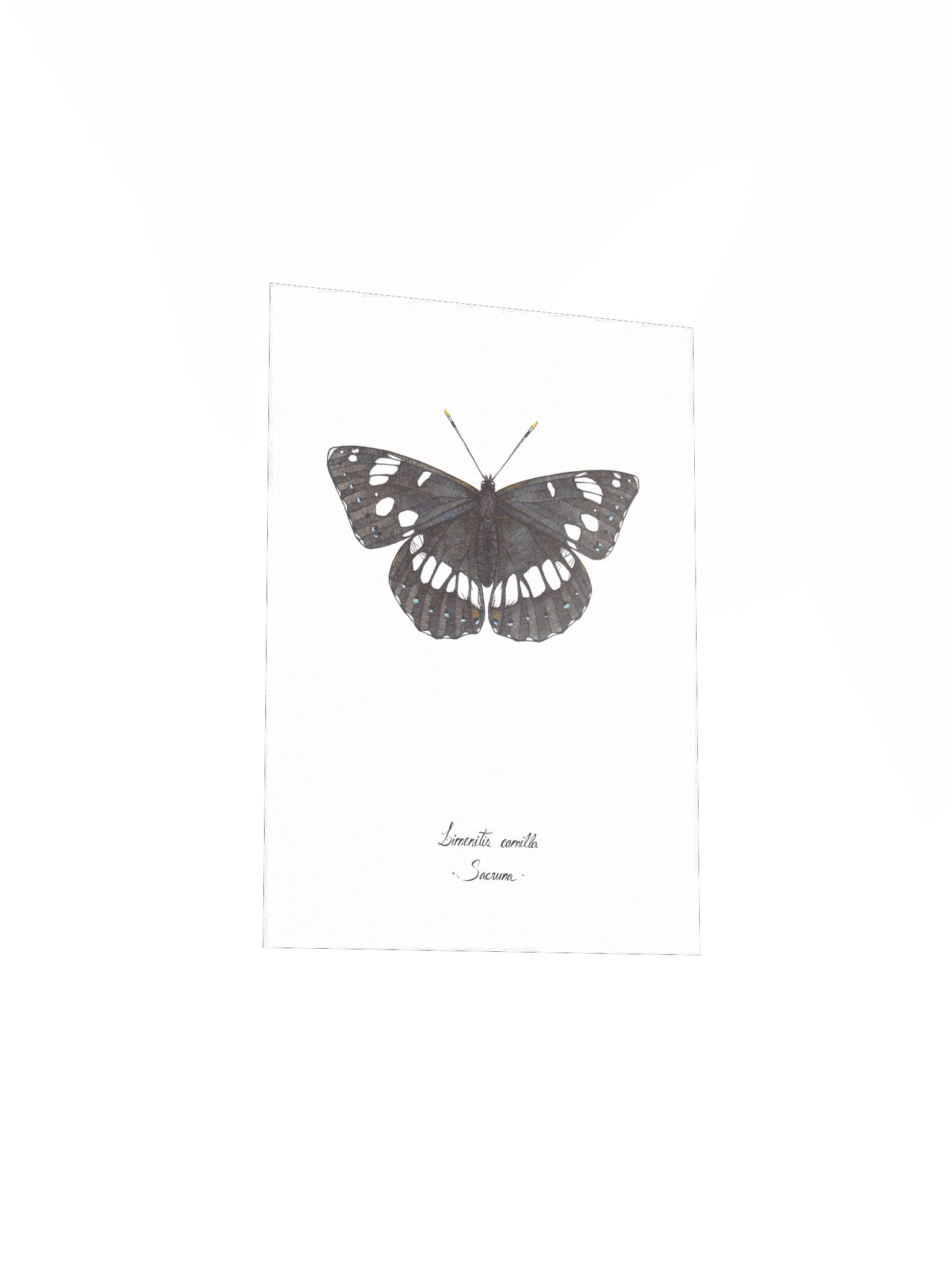 Limenitis Camilla • Print product image (5)