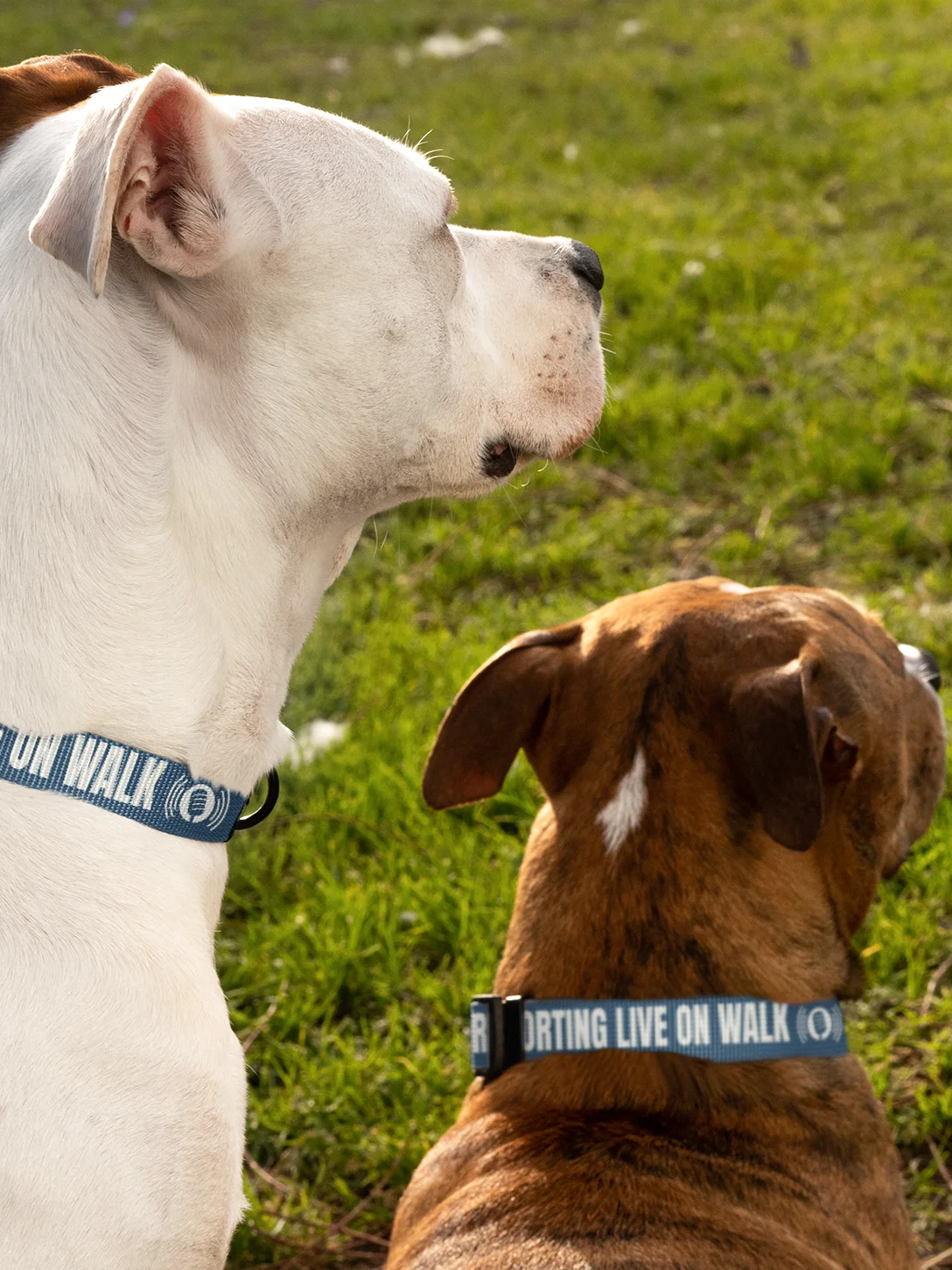Reporting Live On Walk Dog Collar product image (10)