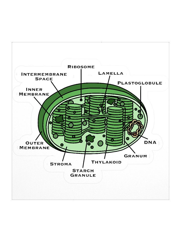 Chloroplast Diagram Kiss Cut Sticker product image (1)