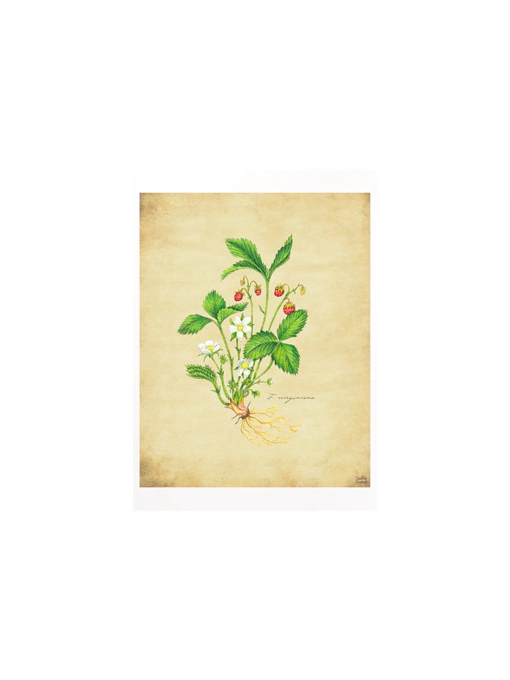 Wild Strawberry - Art Print product image (2)