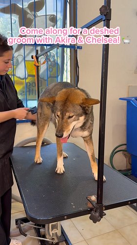Akira + Chelsea = one seriously satisfying deshed! 🤍✨

@akira_shikoku 

#groom #doggroomingsalon #shikoku #doggydaycarelife